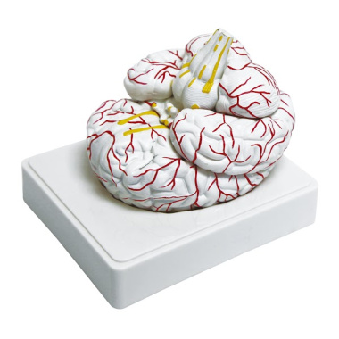 3307-1-human-brain-model-life-size-3-parts 3307-1-human-brain-model-life-size-3-parts