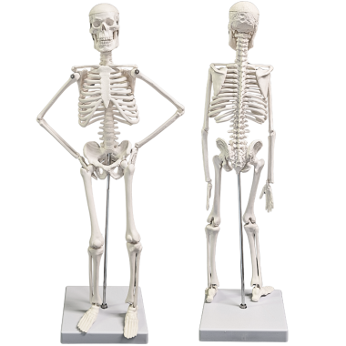 human-skeleton-model-16-inch human-skeleton-model-16-inch