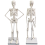 human-skeleton-model-16-inch human-skeleton-model-16-inch