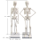 human-skeleton-model-16-inch human-skeleton-model-16-inch