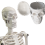 human-skeleton-model-16-inch human-skeleton-model-16-inch
