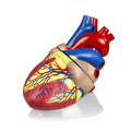 jumbo-human-heart-model-plastic