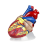 jumbo-human-heart-model-plastic