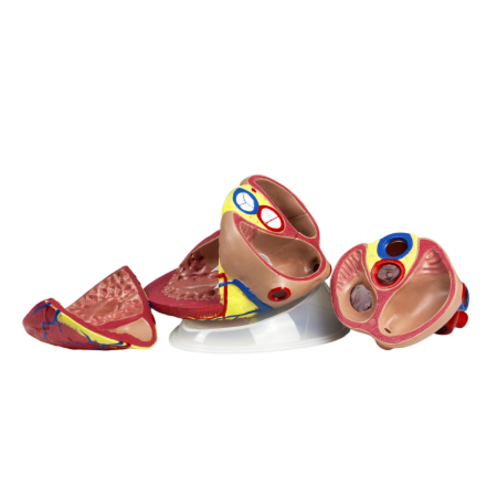 Jumbo Human Heart Model Plastic