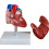 heart-model