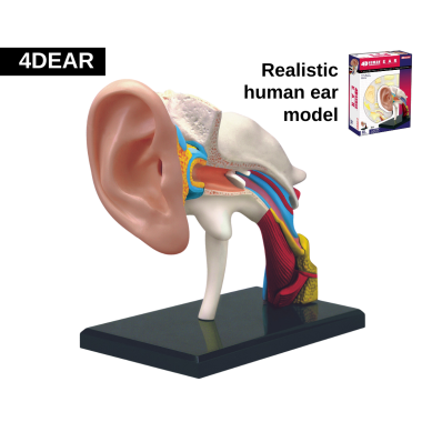 ear-model