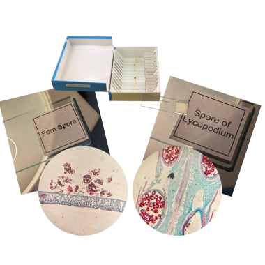 pollen-and-spores-set-glass-prepared-slides