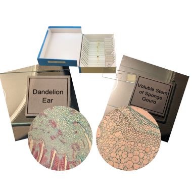 plants-slide-set-glass-prepared-slides