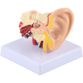  Ear Model Anatomy