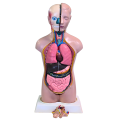 Human Torso Model, Male/Female 18" (45 Cm)