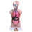 Human Torso Model, Male/Female 18" (45 Cm)