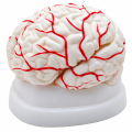 brain-model-dissectable-in-8-pieces