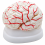 brain-model-dissectable-in-8-pieces
