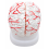 brain-model-dissectable-in-8-pieces