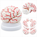 Human-Brain-Anatomy-Model-with-Arteries-8-Parts