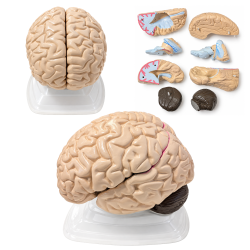 3307-1 Human Brain Model, Life Size, 3 Parts