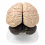 human-brain-anatomical-model-8-parts-vintage-with-internal-structures