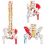 flexible-human-spine-anatomical-model-life-size