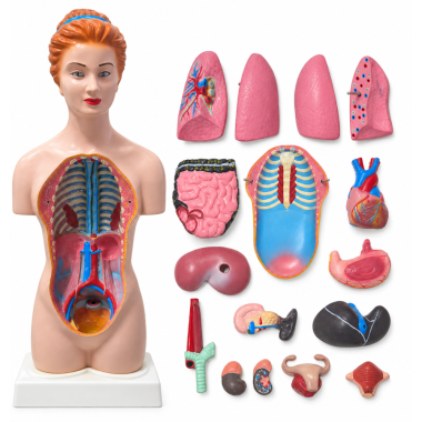 female-human-torso-anatomical-model-18-inches