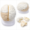 Human-Brain-Anatomy-Model-3-Parts-Plain-Finish