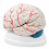 Human-Brain-Anatomy-Model-with-Colored-Arteries-3-Parts