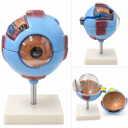 Human Eye Anatomy Model - 6× Enlarged, Removable Sections