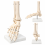Human-Foot-Skeleton-Model-Life-Size-with-Stand