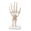 Human-Hand-Skeleton-Model-Life-Size-with-Stand
