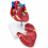 Human-Heart-Anatomy-Model-Life-Size-2-Parts-XC-307B