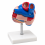 Human-Heart-Anatomy-Model-Life-Size-2-Parts-XC-307B