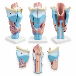 Human Larynx Anatomy Model - 3× Enlarged, 3 Parts