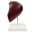 Human-Liver-Anatomy-Model-with-Blood-Vessels-and-Bile-Ducts