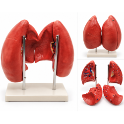 Human Lung Anatomy Model - Life-Size, 4 Parts