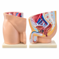 male-pelvis-anatomy-model-median-section-1-part
