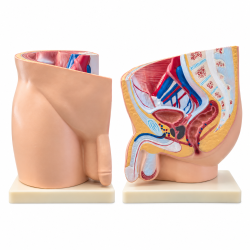 Male Pelvis Anatomy Model - Median Section, 1 Part