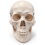 human-skull-model-life-size-premium-with-removable-teeth