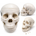human-skull-model-life-size-3-parts-removable-teeth