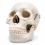 human-skull-model-life-size-3-parts-removable-teeth