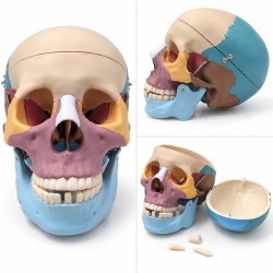 Human Skull Model - Color-Coded Bones, Life-Size, 3 Parts