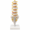 human-lumbar-spine-model-life-size-with-sacrum-and-herniated-disc