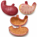human-stomach-anatomy-model-2x-enlarged