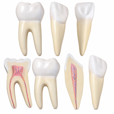 Human-Teeth-Anatomy-Model-Set-12x-Enlarged-3-Tooth-Types