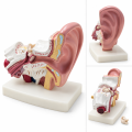 Human-Ear-Anatomy-Model-1-5x-Enlarged-with-Stand