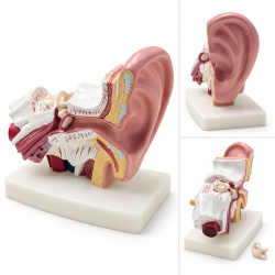 Human Ear Anatomy Model - 1.5× Enlarged with Stand