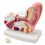 Human-Ear-Anatomy-Model-1-5x-Enlarged-with-Stand