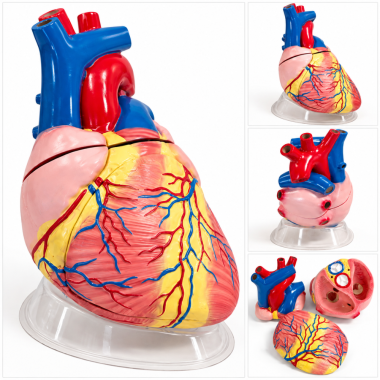 jumbo-human-heart-model-plastic