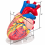 jumbo-human-heart-model-plastic