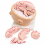 Human-Head-and-Brain-Model-with-Arteries-Life-Size-9-Parts