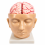 Human-Head-and-Brain-Model-with-Arteries-Life-Size-9-Parts